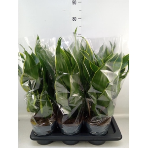 Dracaena frag. 'Dorado'