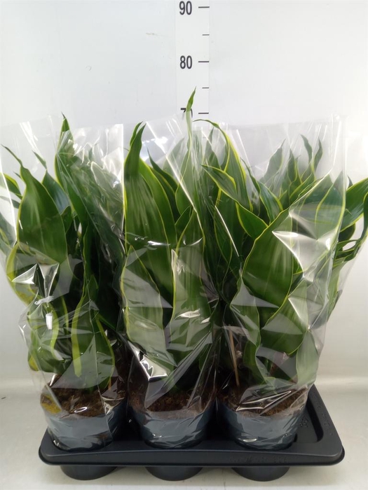 <h4>Dracaena frag. 'Dorado'</h4>