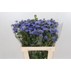Ageratum Blue Planet