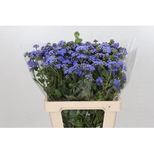 Ageratum Blue Planet