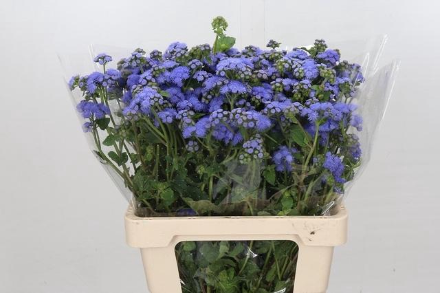 <h4>Ageratum Blue Planet</h4>