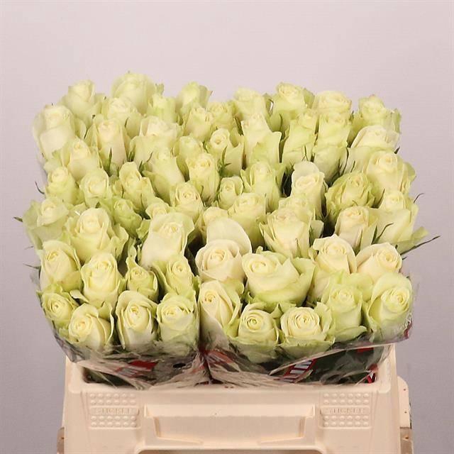 <h4>R GR ATHENA</h4>