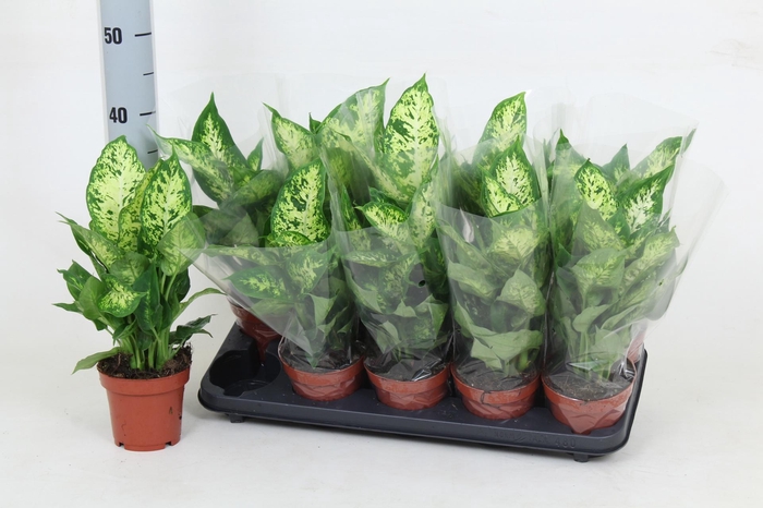 <h4>DIEFF COMPACTA</h4>