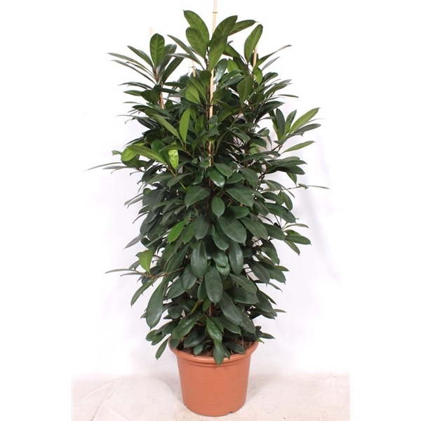 <h4>Ficus Cyathistipula 4pp</h4>