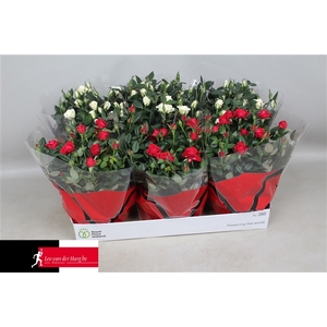 Rosa Kordana Schaal 3 rood, 3 wit