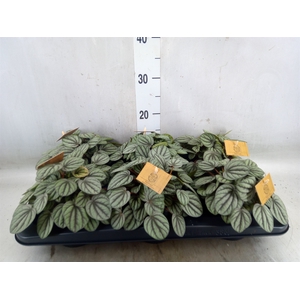 Peperomia