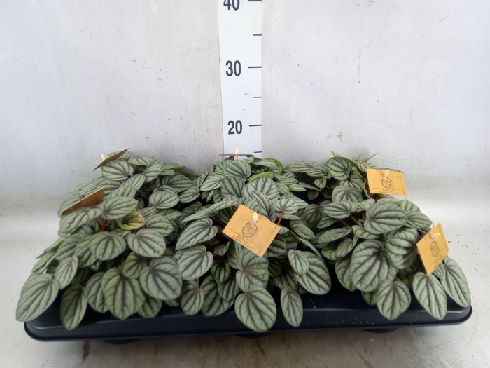 <h4>Peperomia</h4>