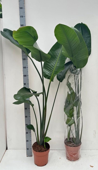 <h4>STRELITZIA NICOLAI</h4>