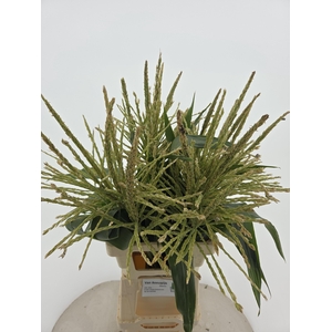 DECOGROEN OV