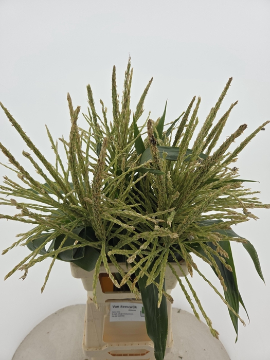 <h4>DECOGROEN OV</h4>
