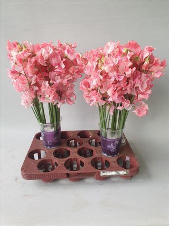 Lathyrus Pink Wedding