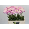 Dahlia Sweet Love