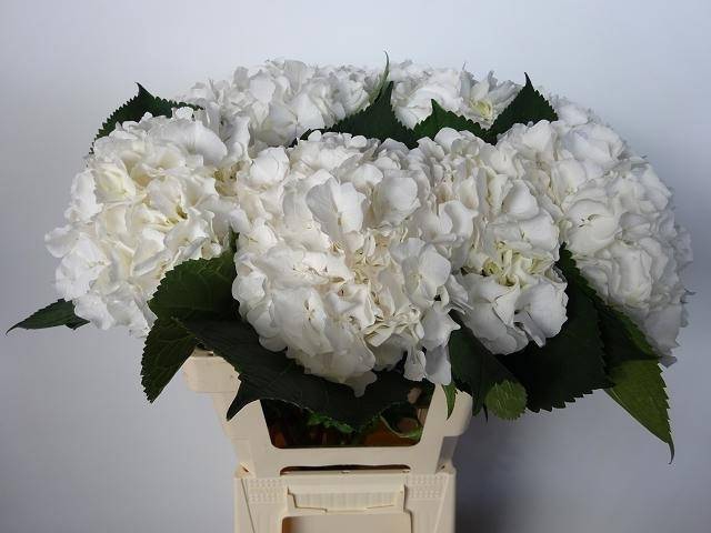 <h4>HYDR M CH WHI VERENA</h4>
