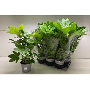 FATSIA OV