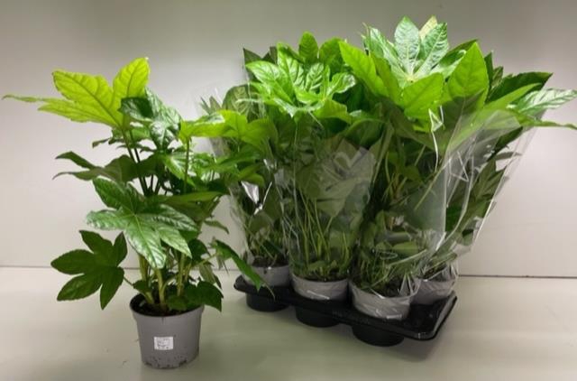 FATSIA OV