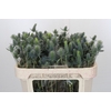 Eryngium Electric Dynamite