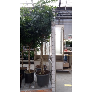 Schefflera arbor. 'Compacta'