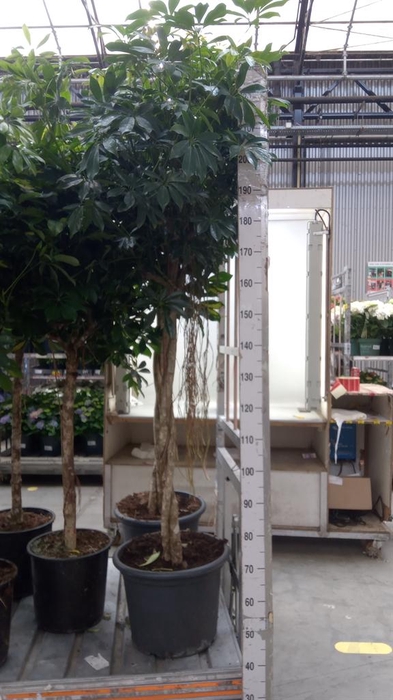<h4>Schefflera arbor. 'Compacta'</h4>