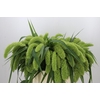 Setaria Italica Volle Melk
