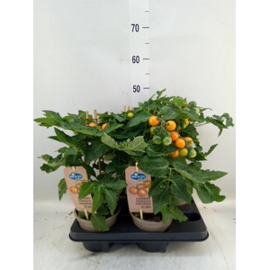 Solanum lycopersicum   ...