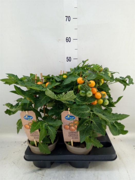 <h4>Solanum lycopersicum   ...</h4>