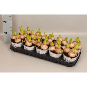 (X) Bol op pot Hyacint 12cm 3pit White