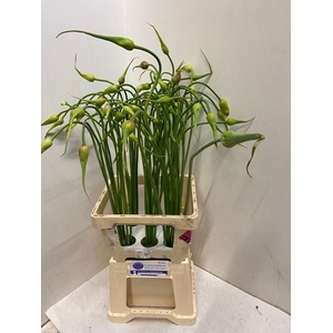 ALLIUM SAT OPHIOSCO