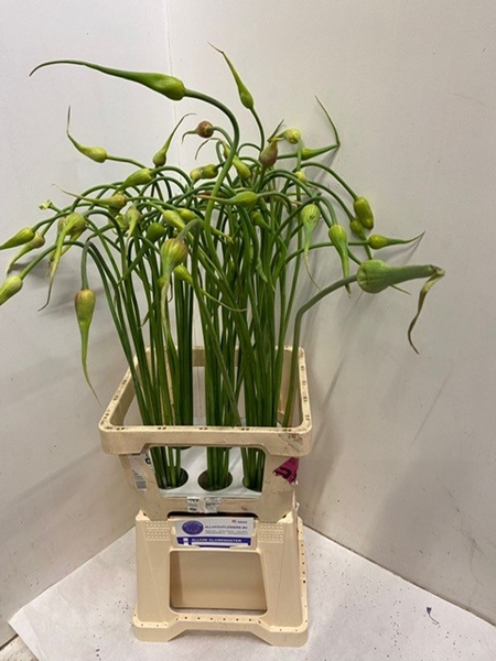 <h4>ALLIUM SAT OPHIOSCO</h4>