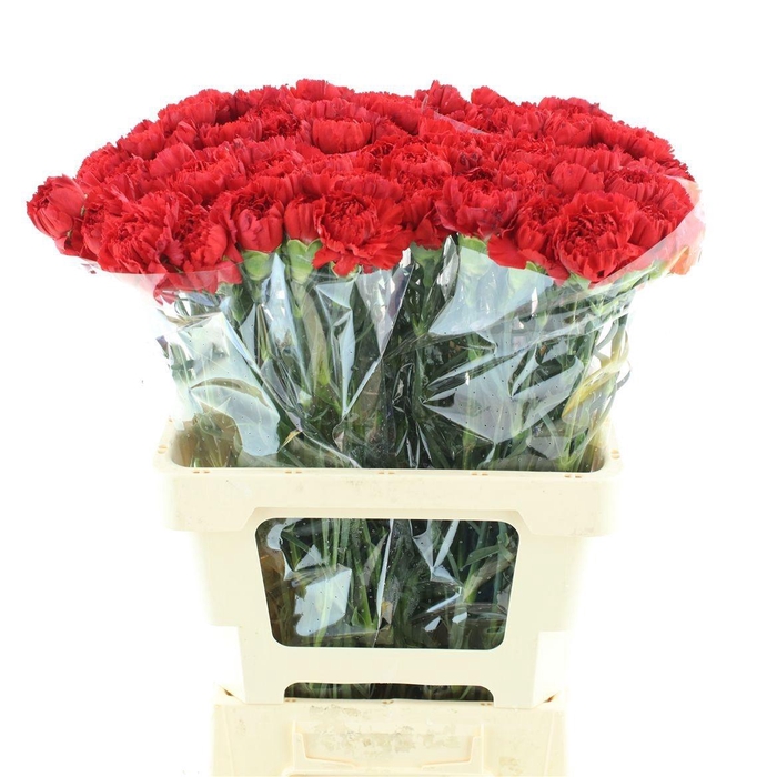 <h4>DI ST ARONA</h4>