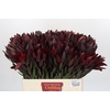 Leucadendron Saf Sunset Dark R.
