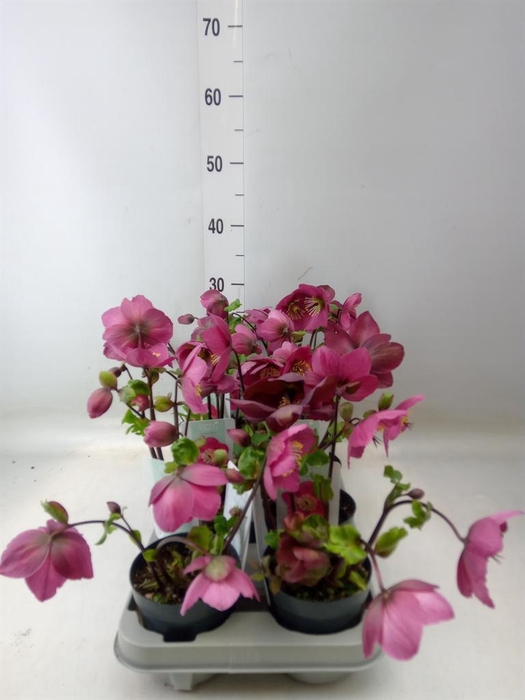 <h4>Helleborus ori.</h4>
