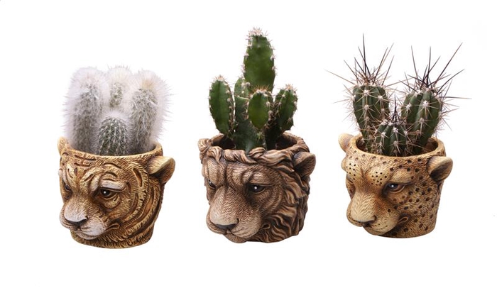 CACTACEAE P6 L 65512