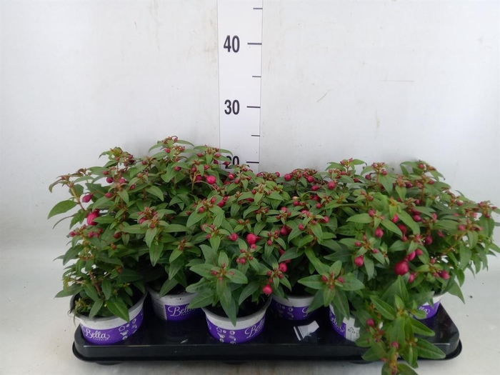 <h4>Fuchsia  'Bella Fuchsia Soila'</h4>