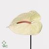 Anthurium Champagne