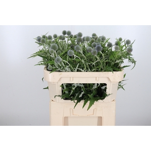 Echinops Ritro