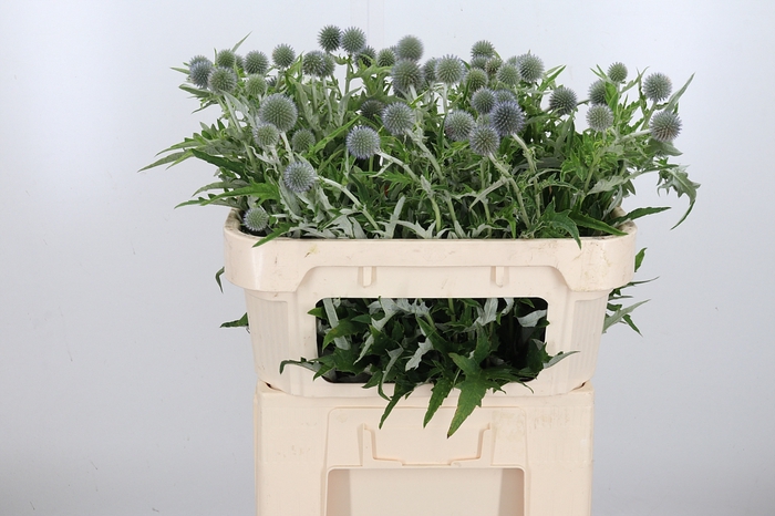 <h4>Echinops Ritro</h4>
