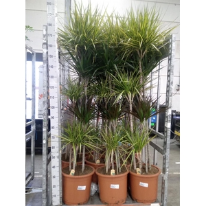 Dracaena   ...mix