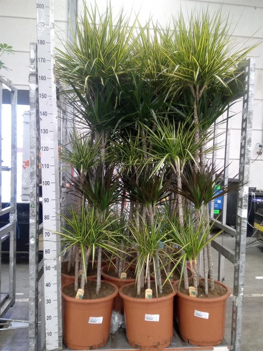 <h4>Dracaena   ...mix</h4>