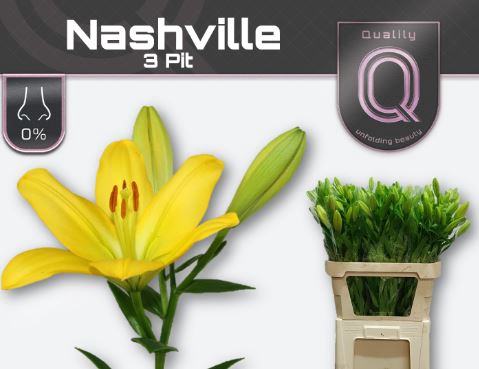 <h4>Li La Nashville</h4>