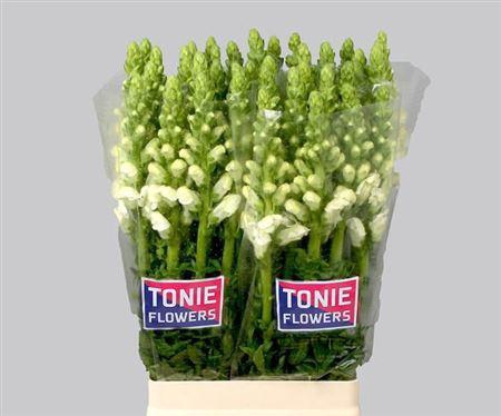 <h4>Antir Mary White</h4>