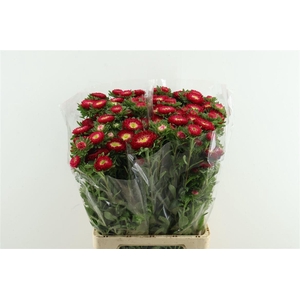 Callis Mats Scharlaken Red