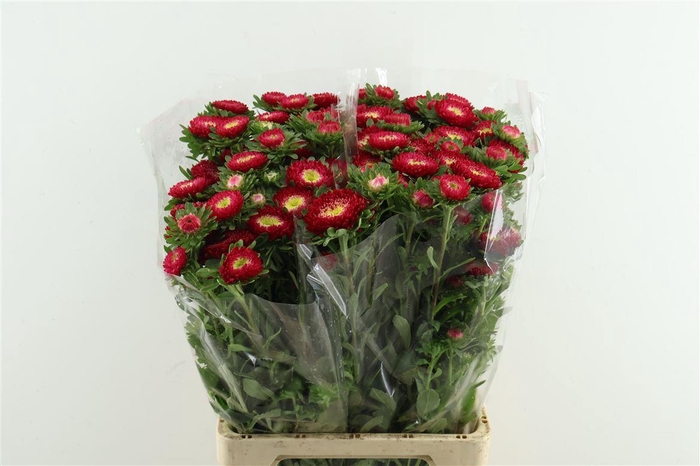 <h4>Callis Mats Scharlaken Red</h4>