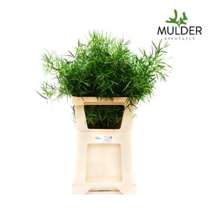 Asparagus Falcatus X25 Mulder