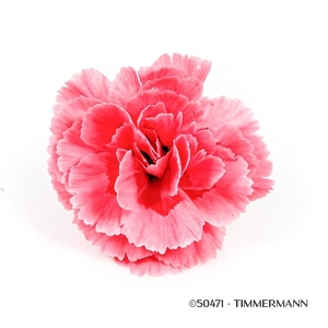 DIANTHUS CARYOPHYLLUS