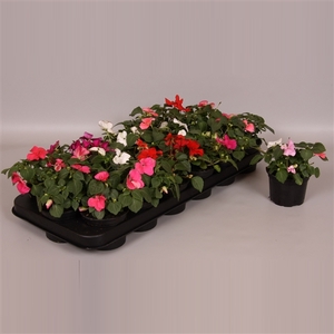 Impatiens Walleriana gemengd p9