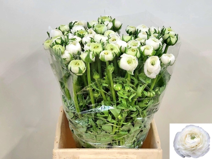 <h4>RAN EL WHITE</h4>