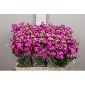 Matth Stox Deep Rose