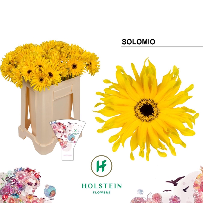 <h4>Gerbera Pasta Solomio Water</h4>