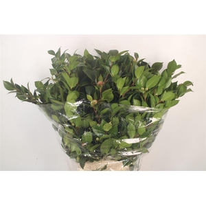Camelia Per Bunch
