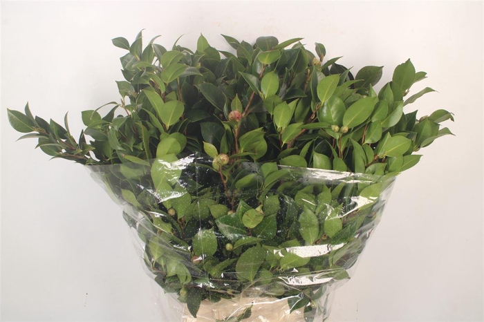 <h4>Camelia Per Bunch</h4>